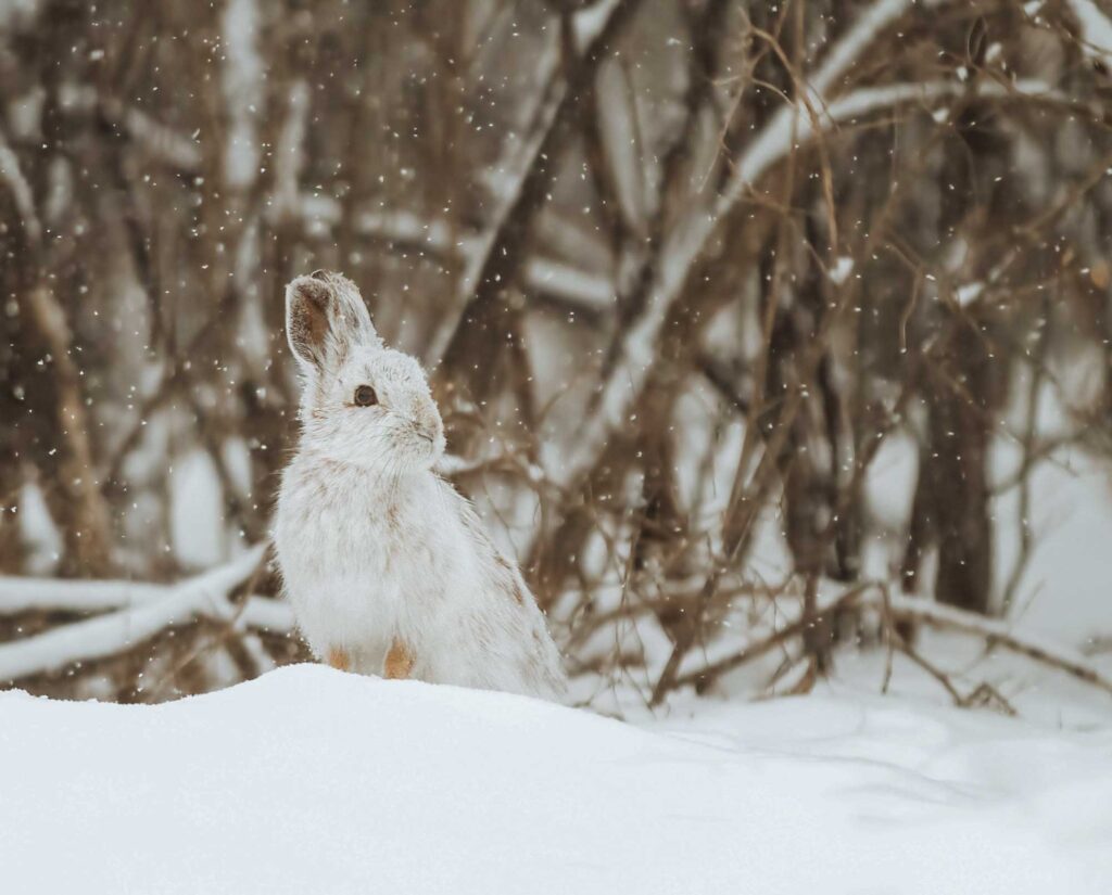 Snowshoe-Hare-–-Hunting-History-and-More-3
