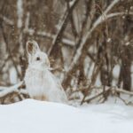Snowshoe-Hare-–-Hunting-History-and-More-3