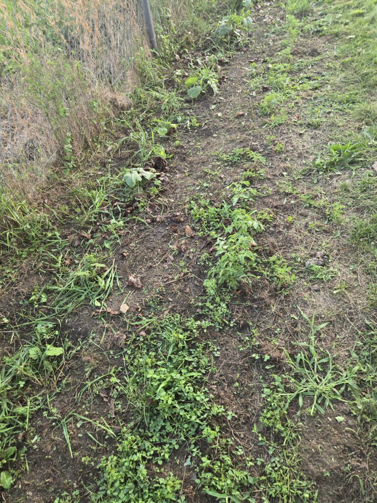 a bunch of cucumber plants along the fence