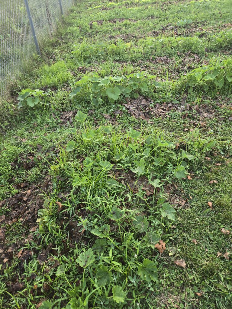 squash and pumpkin plants