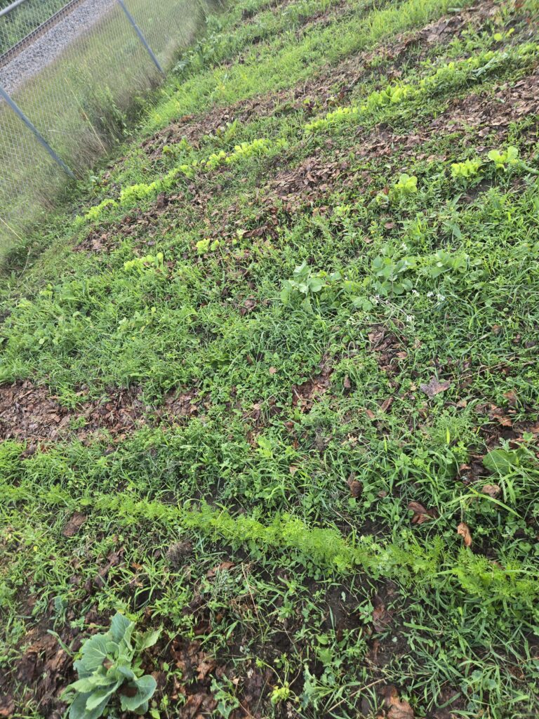 garden with lettuce
