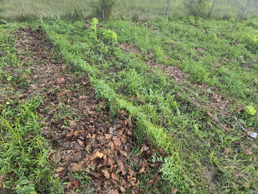 a bunch of plants in rows