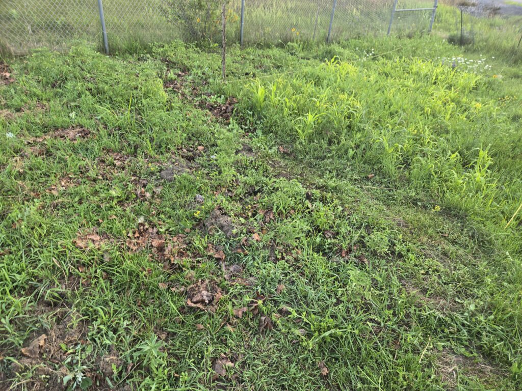 tomatoes and corn at the end of the garden