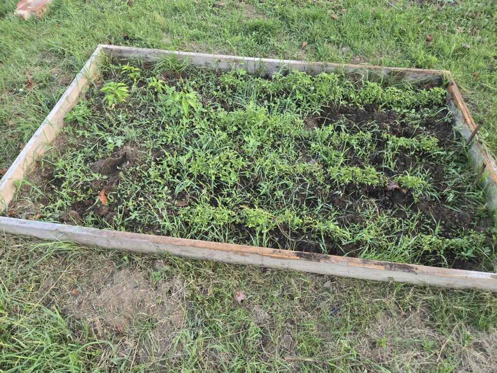 rows of tomatoe plants and pepper plants