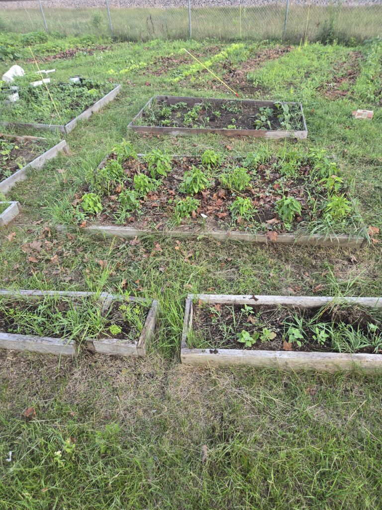 Cheapo raised beds with pepper plants and more
