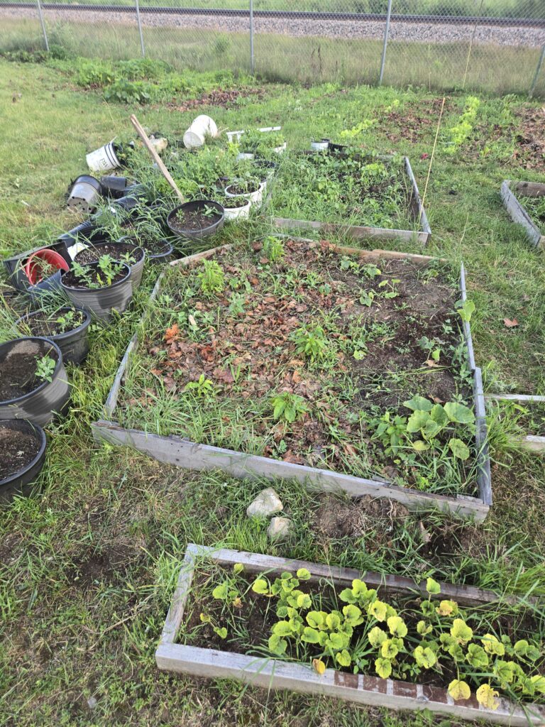 leafy mulch and pepper plants