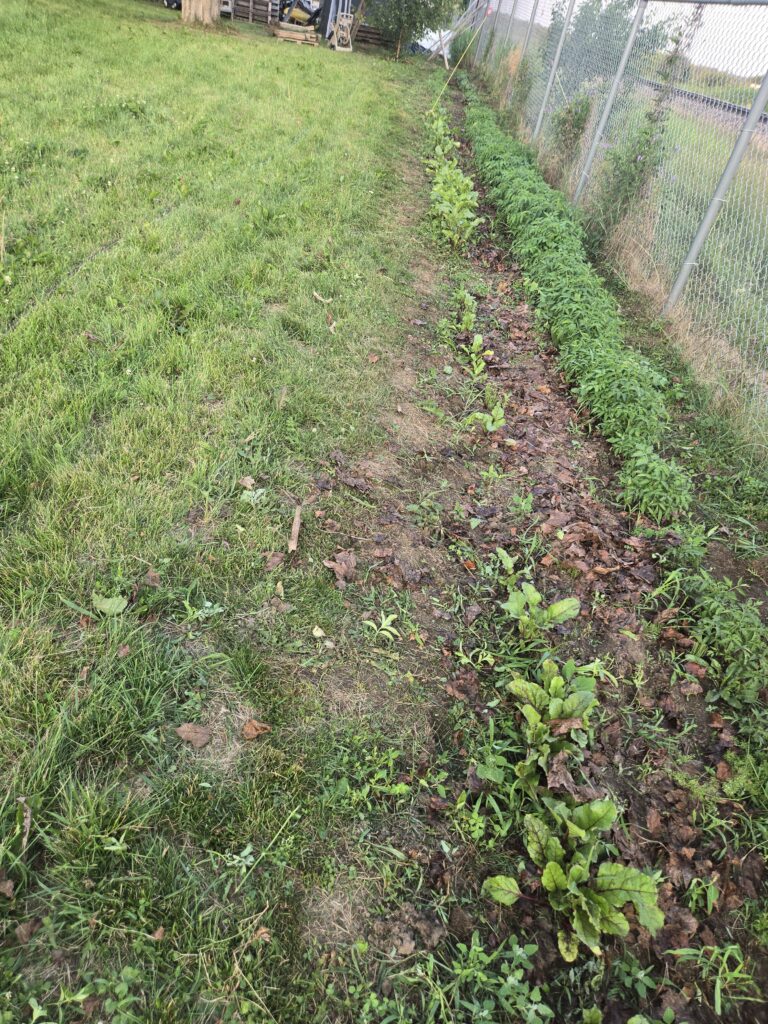 tomatoe plants and beats