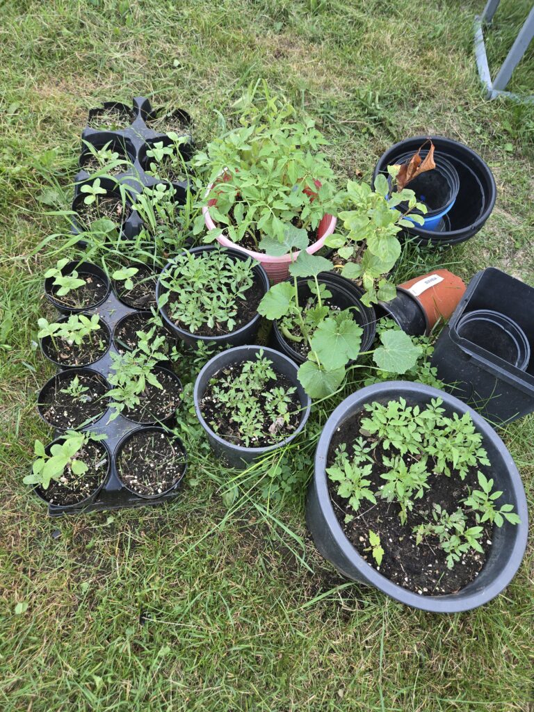 potted plants with young plants