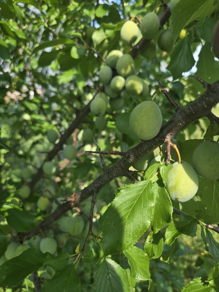 Unripe green plums growing on backyard plum tree in Ontario