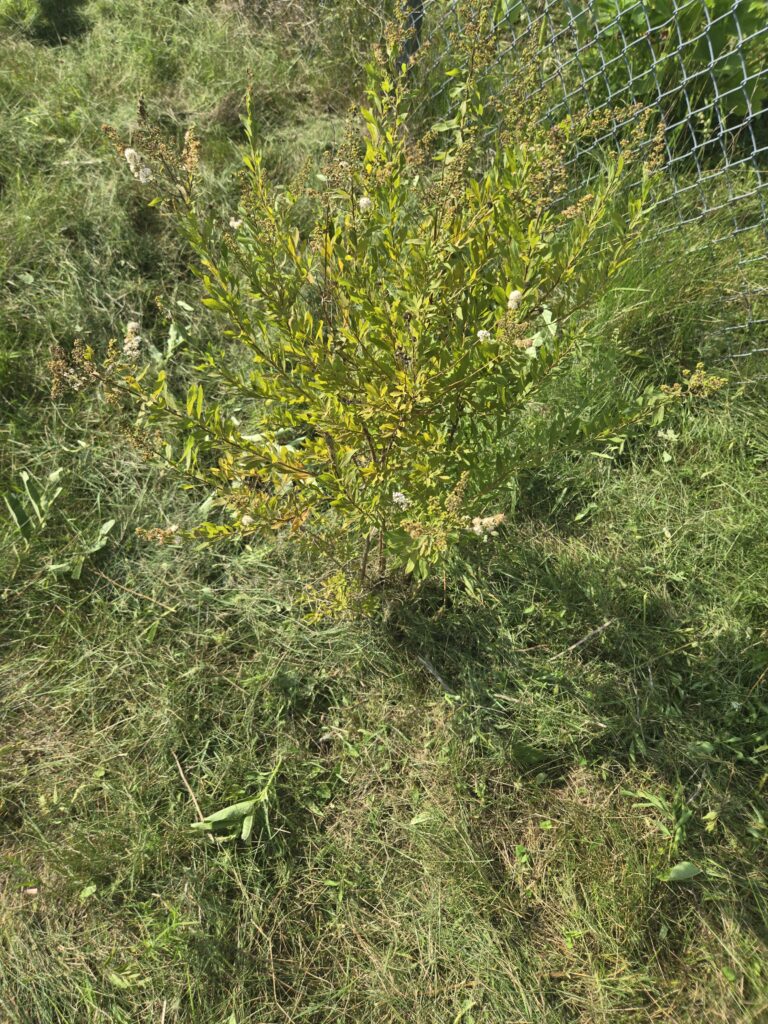 a little tree