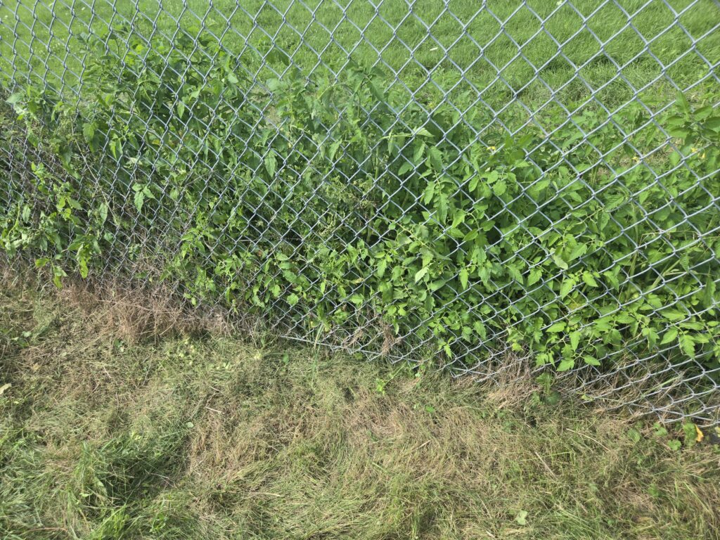 tomatoe vines in fence