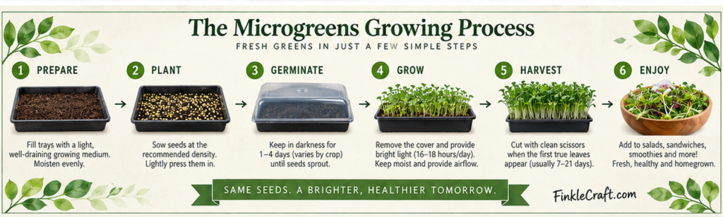How to grow microgreens at home from planting and germination to lighting, harvesting and eating