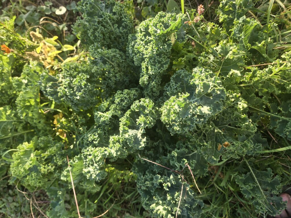 kale that is yummy