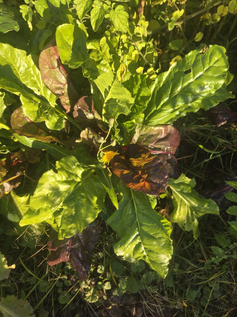 swiss chard