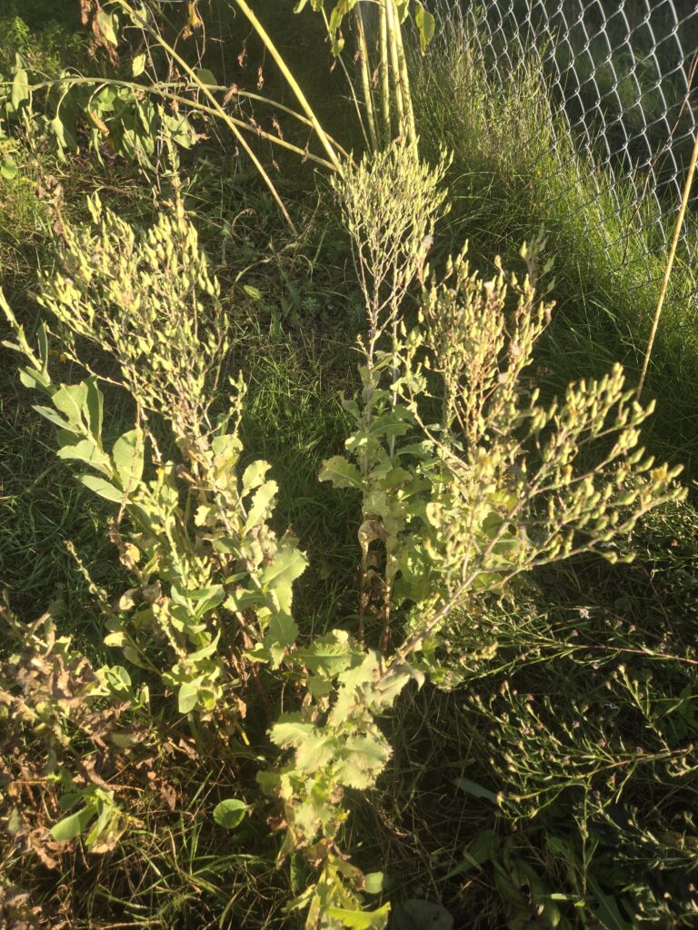 mature lettuce pods