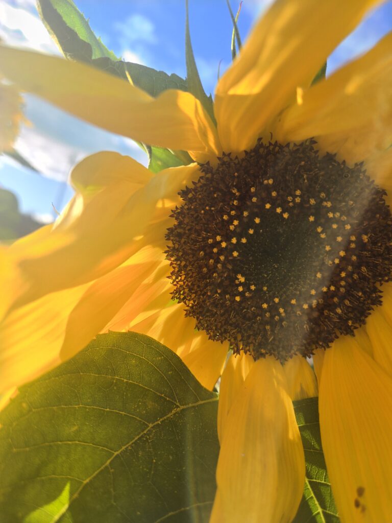 sunflower in the sun