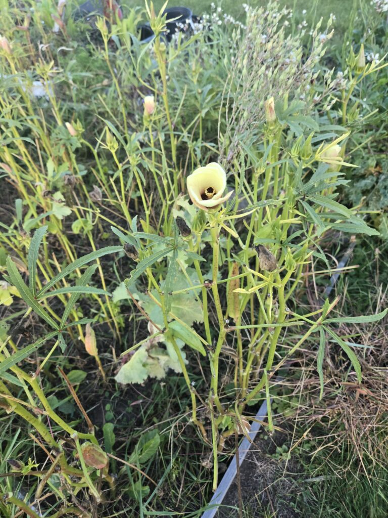 flowering okra